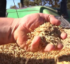 Siembra temprana de avena en Fontanosas