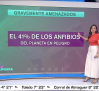 Como el cambio climático y la destrucción de los hábitats afectan a la disminución de los anfibios