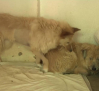 Brenda y Brandon, en busca de un hogar urgente