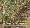 La cebolla, en campaña - 25/09/2025