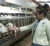 Importadores extranjeros conocen cómo se hace el queso manchego
