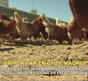 Gripe aviar en Castilla y León y Madrid - 02/10/2025