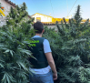 Intervenidas 135.000 dosis de marihuana localizadas en un patio de una vivienda de Villarrobledo (Albacete)