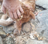 Los ganaderos de la Sierra Norte de Guadalajara, inquietos ante nuevos ataques de lobos