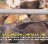 Vacunación contra la DNC. El MAPA entrega 15.000 dosis - 07/10/2025