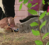 Control de la población de gatos en municipios de Cuenca