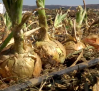 Días de cosecha de cebolla en Los Yébenes