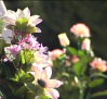 Comienzan los encargos de flores de cara al Día de Todos los Santos