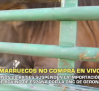 El campo - 17/10/2025