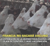 Francia no sacará vacuno para frenar la dermatosis nodular - 20/10/2025