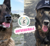 BENEMERITUM: la organización que busca familias adoptivas para agentes caninos
