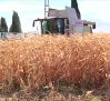 El cultivo del maíz pierde peso en Guadalajara
