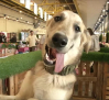 La I Feria Nacional de Adopciones de Albacete reúne a 25 protectoras de animales