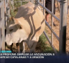 Ante la dermatosis bovina, Agricultura propone ampliar la vacunación a Aragón