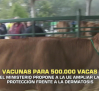 Vacunas para 500.000 vacas - 29/10/2025