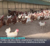 Habrá confinamiento de gallinas camperas y ecológicas hasta febrero - 06/11/2025