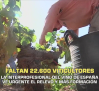 Faltan 22.600 viticultores - 07/11/2025