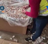 Desmanteladas dos fábricas clandestinas de tabaco, una de ellas en Talavera de la Reina