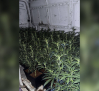 Localizadas 124 plantas de marihuana en una furgoneta que circulaba por Escalona (Toledo)
