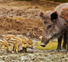 Agricultura confirma dos casos en Barcelona de peste porcina africana enfermedad erradicada en España desde 1994