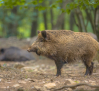 Hallados cuatro jabalíes más en Cataluña muertos por peste porcina
