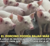 El porcino podría bajar más- 10/12/2025