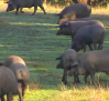 Preocupación en el sector del ibérico por por la peste porcina