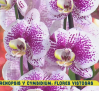Cómo cuidar las orquídeas