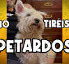Mensaje de Año Nuevo de Amparanimals: el petardo eres tú