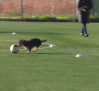 Un perro abandonado se cuela en el entrenamiento del C.F. Talavera. Ésta es su historia