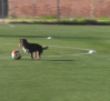 Un perro abandonado se cuela en el entrenamiento del C.F. Talavera. Ésta es su historia