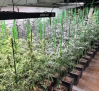 Desarticulada una organización criminal con plantaciones de marihuana en viviendas, una en Hormigos (Toledo)
