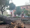 Caídas de árboles en Ciudad Real por las fuertes rachas de viento