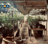 Desmantelan en Torrijos una plantación de marihuana oculta bajo un criadero de pollos