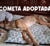 Cometa encuentra adopción gracias a Amparanimals y Estando Contigo