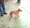 Censo genético canino en Marchamalo para controlar a los propietarios incívicos de las mascotas