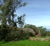 El viento derriba la encina centenaria que da imagen al escudo de Cervera de los Montes