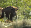 Vecinos de El Recuenco conocen a los nueve bisontes europeos que ayudan a prevenir incendios