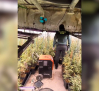 Desmantelada una plantación con 1.500 plantas de marihuana en Hormigos