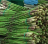 Buenas expectativas en la campaña del espárrago verde en Guadalajara
