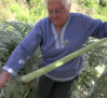 Cocinamos pencas, una verdura poco conocida