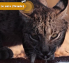 Control y recuperación del lince ibérico: hasta 2000 ejemplares censados en 2024