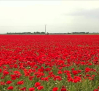 Socuéllamos se tiñe de rojo por la floración de las ampalolas