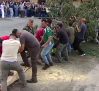 Los mozos de Puebla de Don Rodrigo plantan el árbol-mayo