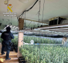 Desmantelan una plantación de marihuana en Uceda tras la alerta de una compañía eléctrica