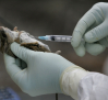Cómo se contagia el hantavirus y en qué significa "contacto muy estrecho" con un infectado
