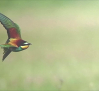 Piedrabuena acoge “Posados”, una exposición de aves fotografiadas en la provincia de Ciudad Real