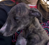Entramos en el arca de Noé, donde perros y gatos buscan una segunda oportunidad