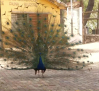 Zoo y centro de recuperación: así es el zoológico de Guadalajara