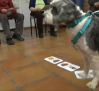 Terapia con perros para las personas mayores